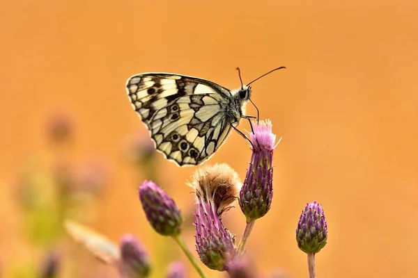 Beautiful Colorful Butterfly Sitting Flower Nature Summer Day Sun Meadow — Stock Photo, Image