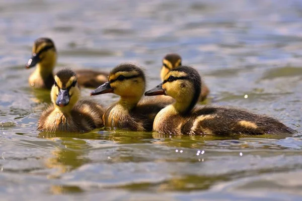 Beautiful Young Duck Surface Pond Wildlife Sunny Summer Day Young — Stock Photo, Image