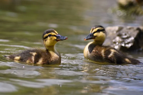 Hermoso Pato Joven Superficie Estanque Vida Silvestre Soleado Día Verano — Foto de Stock