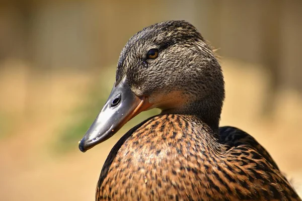 Belos Patos Selvagens Lagoa Vida Selvagem Dia Ensolarado Verão Aves — Fotografia de Stock