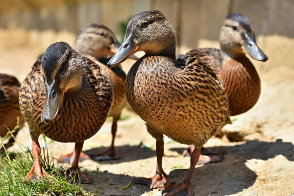 Beautiful Wild Ducks Pond Wildlife Sunny Summer Day Young Water — Stock Photo, Image