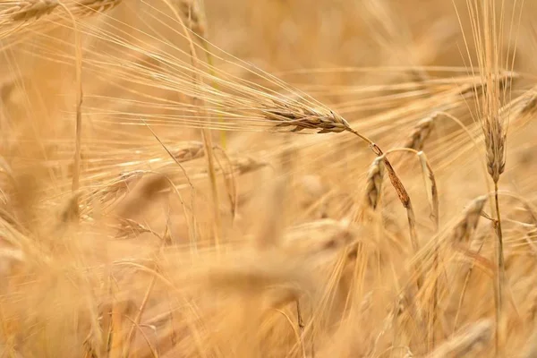 Όμορφη Λεπτομέρεια Του Καλαμποκιού Που Καλλιεργούνται Στο Πεδίο Φόντο Και — Φωτογραφία Αρχείου