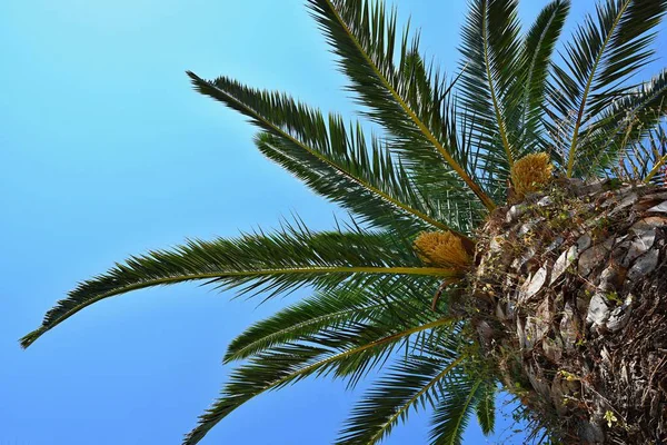 Hermosa Palmera Con Cielo Azul Fondo — Foto de Stock