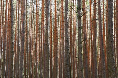 Güzel doğal orman arka plan. İğne yapraklı ağaçlar güzel güneşli bir günde. Doğa gevşeme.