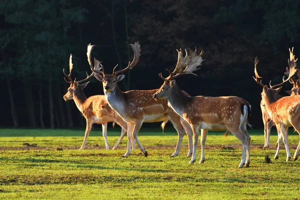 Fallow Ciervo Barbecho Dama Dama Hermoso Fondo Natural Con Animales — Foto de Stock