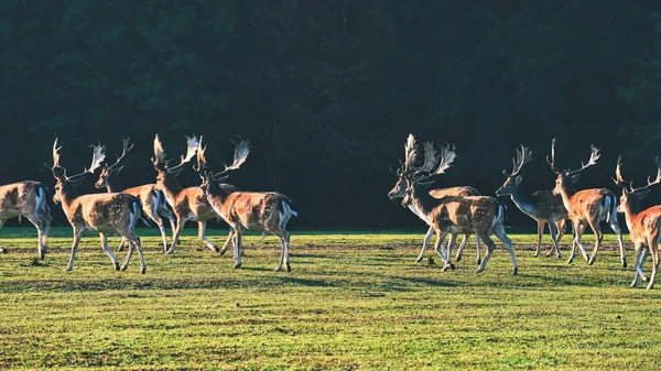 Fallow Ciervo Barbecho Dama Dama Hermoso Fondo Natural Con Animales — Foto de Stock