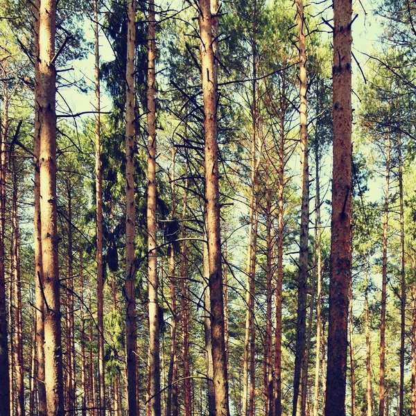Mooie Natuurlijke Bos Achtergrond Coniferen Bomen Een Mooie Zonnige Dag — Stockfoto