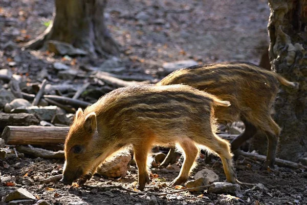 Piękne Małe Świnie Dzikie Naturze Dziki Dzik Zwierzęta Lesie — Zdjęcie stockowe