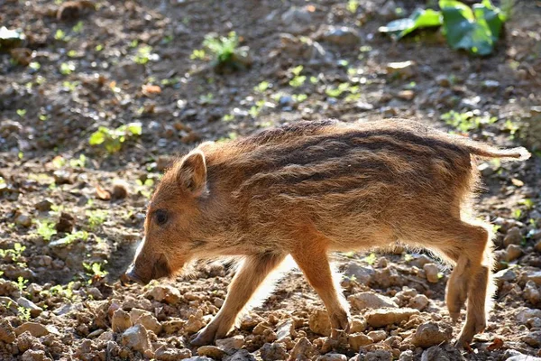 Mooie Kleine Varkens Wild Natuur Wilde Zwijnen Dier Het Bos — Stockfoto