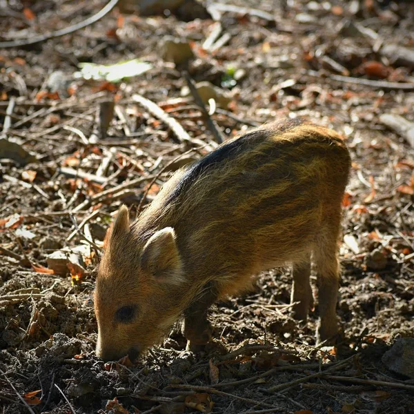 Piękne Małe Świnie Dzikie Naturze Dziki Dzik Zwierzęta Lesie — Zdjęcie stockowe