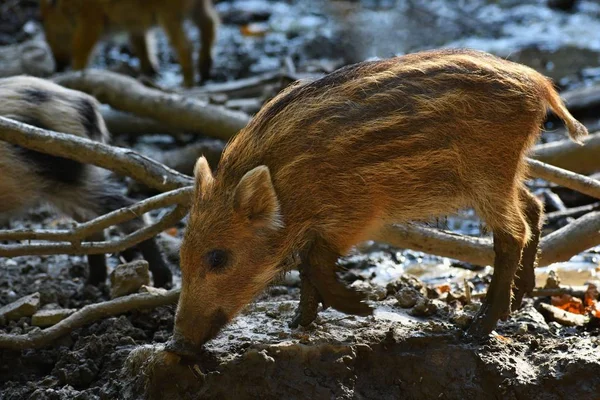 Прекрасные Маленькие Свиньи Дикие Природе Дикий Кабан Животное Лесу — стоковое фото