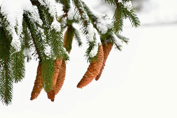 겨울에는 나무에 — 스톡 사진
