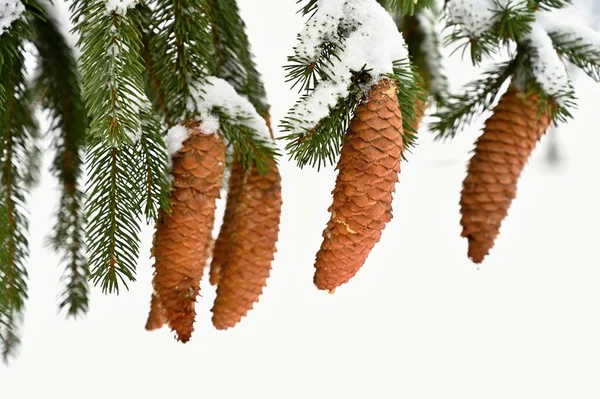 冬の針葉樹の木の雪コーン — ストック写真
