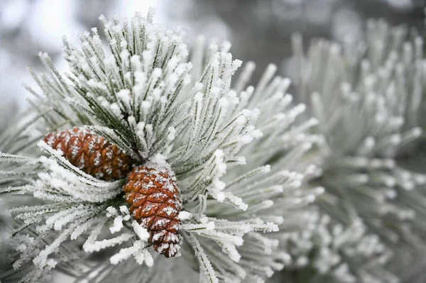 Прекрасні Зимові Морози Гілки Сосни Шишок Природі — стокове фото