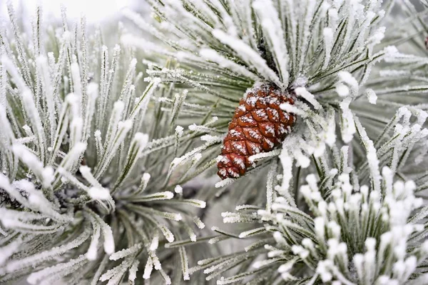 Прекрасні Зимові Морози Гілки Сосни Шишок Природі — стокове фото