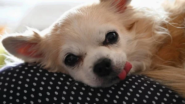 Bonito Bichinho Cão Chihuahua — Fotografia de Stock