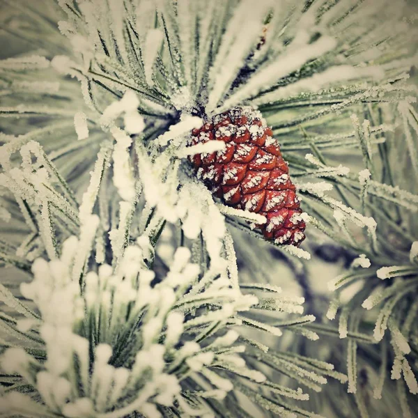 Schöner Winterfrost Äste Von Kiefern Und Zapfen Der Natur — Stockfoto