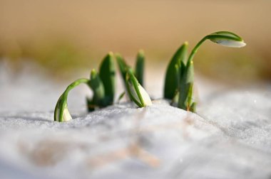 Kardelen. Karda ilk bahar çiçekleri. Doğal renkli arka bahçede. (Galanthus)