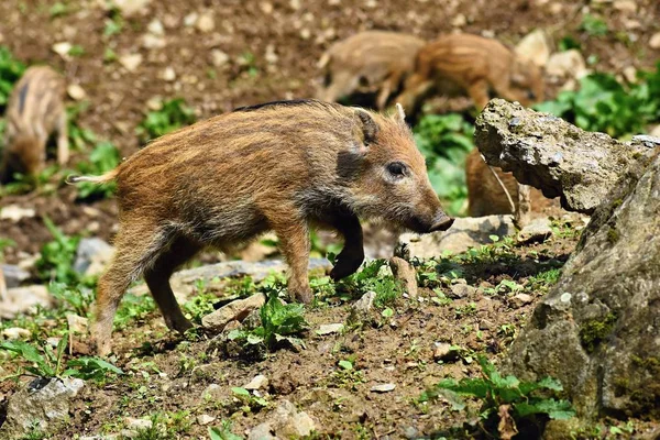 Beautiful little pigs wild in nature. Wild boar. Animal in the forest