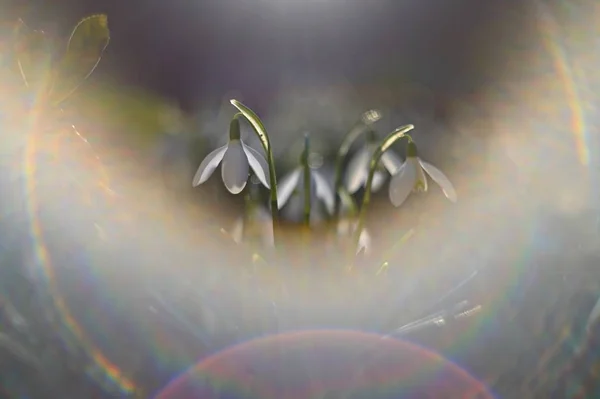 Jaro - květiny. Krásné první jarní rostliny - sněženky. (Galanthus). Krásný záběr přírody s starý objektiv — Stock fotografie