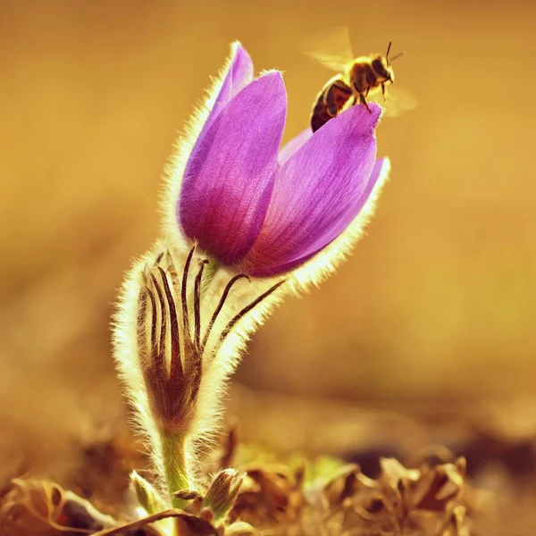 Spring. Beautiful blossoming flower on a meadow with a bee. Natural colorful background for springtime and sunset. Pasque flower (Pulsatilla grandis) — Stock Photo, Image