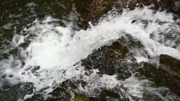 Небольшой Водопад Чистой Водой Лесу Медленное Движение Видеоклип