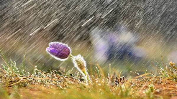 Beautiful spring background with flower and rain. — Stock Photo, Image