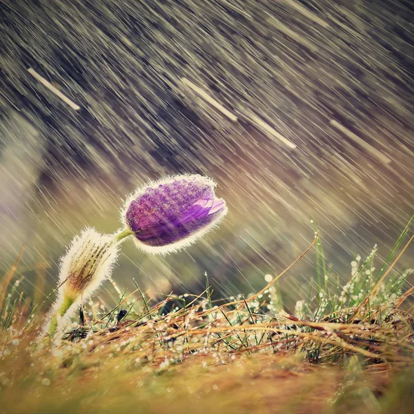 Fundo bela primavera com flor e chuva . — Fotografia de Stock