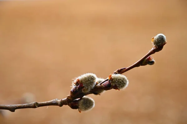 Vackra blommande träd som en symbol för våren och springtime. Blommande Willow. Salix caprea. — Stockfoto