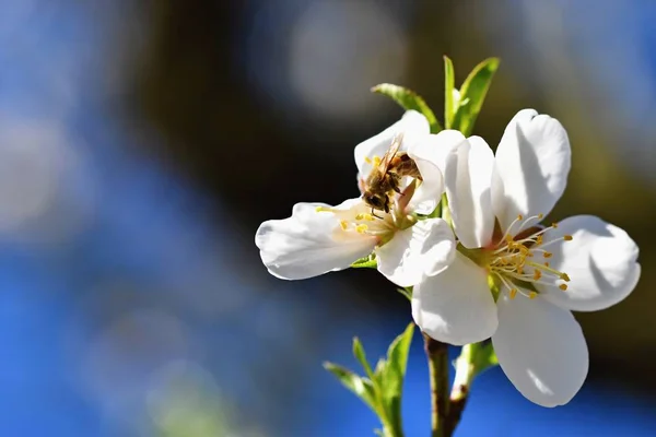 春の背景。飛んでいる蜂を春に美しい咲く木。春のシンボル。自然と動物のためのコンセプト. — ストック写真