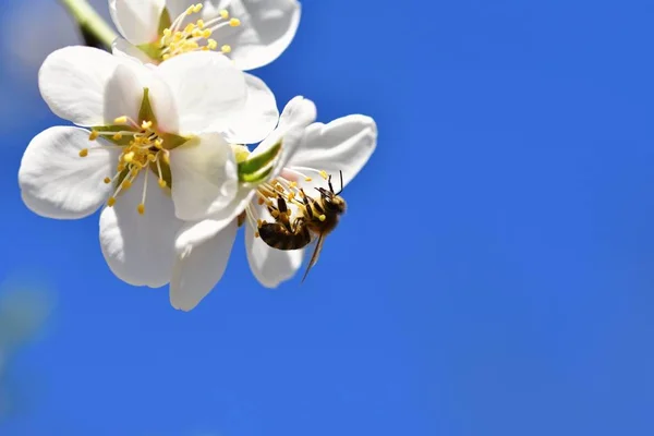 Fond printanier. Un bel arbre en fleurs au printemps avec une abeille volante. Symboles du printemps. Concept nature et animaux . — Photo