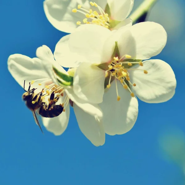 Spring background. A beautiful blooming tree in spring with a flying bee. Symbols of springtime. Concept for nature and animals.