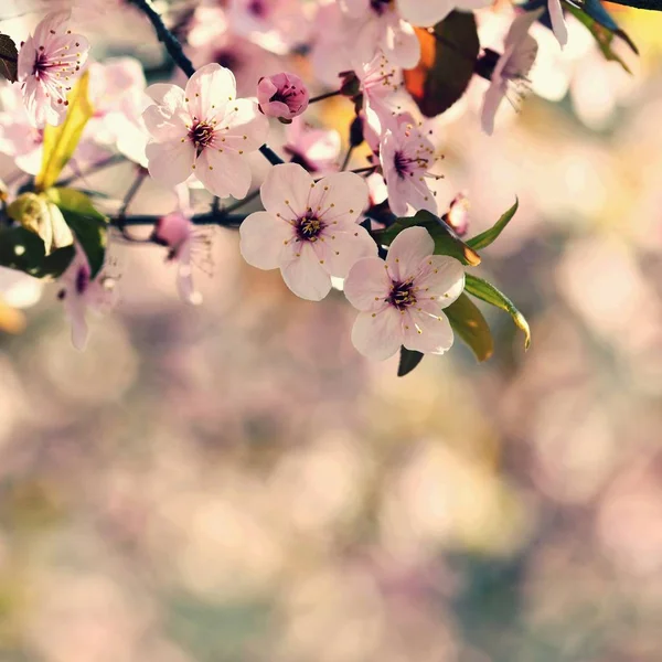 피 나무와 태양 아름 다운 자연 장면입니다. 부활절 화창한 날입니다. 봄 꽃입니다. 과수원 추상적인 배경을 흐리게 봄 날에. — 스톡 사진