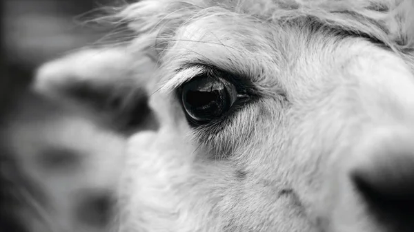 Ojo de llama. Foto detallada del ojo de animal . — Foto de Stock