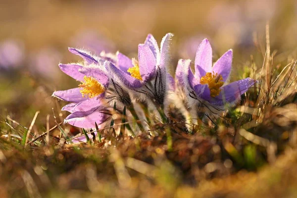 Весенний цветок Природа - луг и закат. Сезонная концепция весны. Красиво цветущий паскский цветок и солнце на естественном цветном фоне. (Pulsatilla grandis ) — стоковое фото