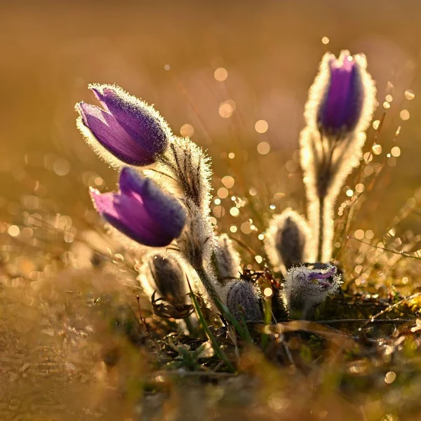 Jaro na pozadí s květy na louce. Krásné kvetoucí Koniklec při západu slunce. Jarní příroda, barevný přírodní rozostřeného pozadí. — Stock fotografie