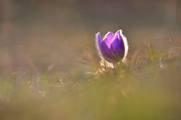 Λουλούδι Την Άνοιξη Φύση Λιβάδια Και Ηλιοβασίλεμα Εποχιακή Αντίληψη Για — Φωτογραφία Αρχείου
