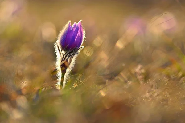 Με φόντο την άνοιξη με λουλούδια στο λιβάδι. Όμορφο ανθισμένο λουλούδι pasque στο ηλιοβασίλεμα. Ανοιξιάτικη φύση, πολύχρωμο φυσικά θολή φόντο. — Φωτογραφία Αρχείου