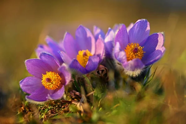 Wiosna Kwiat Natura Łąka Zachód Słońca Sezonowe Pomysł Wiosenny Pięknie — Zdjęcie stockowe