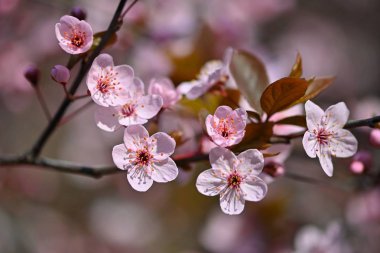 Bahar. Güzel çiçekli Japon kiraz-Sakura. Paletinden