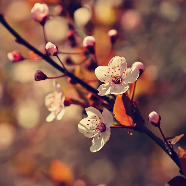 Primavera. Hermosa flor de cereza japonesa Sakura. Colorf — Foto de Stock