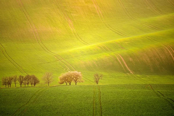 Paisaje del atardecer foto de Moravia Toscana en República Checa — Foto de Stock