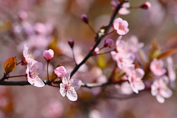 Våren. Vackra blommande japanska körsbär-Sakura. Färgstar — Stockfoto