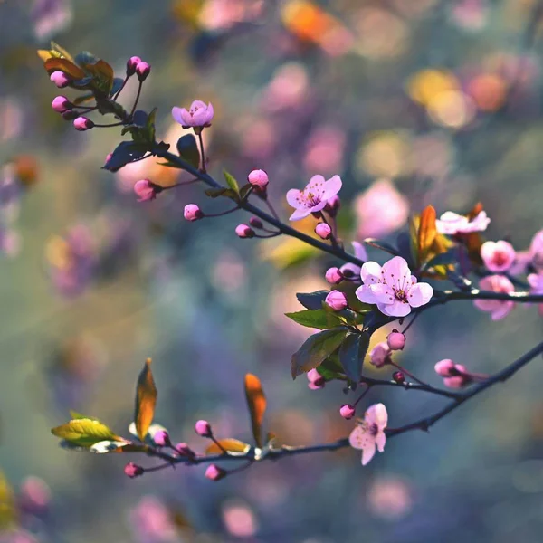 Jarní květ pozadí. Krásná příroda scénu s Kvetoucí třešeň strom - Sakura. Orchard abstraktní rozostřeného pozadí v jarní. — Stock fotografie