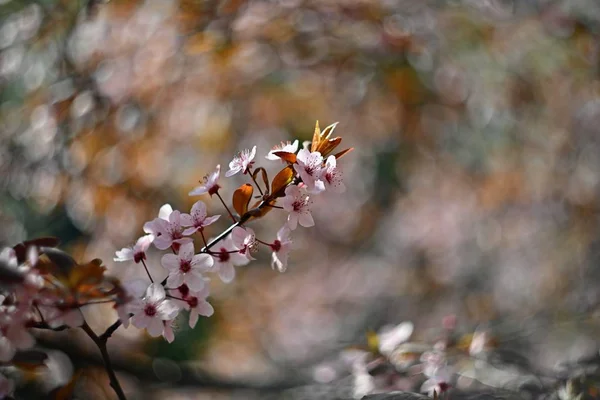 Frühjahrsblüte Hintergrund. schöne Naturszene mit blühendem Kirschbaum - Sakura. Obstgarten abstrakt verschwommenen Hintergrund im Frühling. — Stockfoto