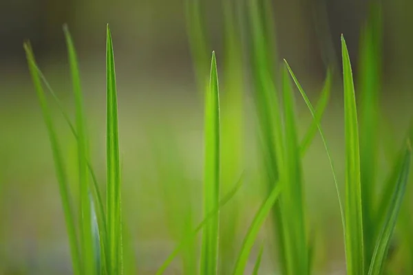 Vacker natur grönt gräs bakgrund. — Stockfoto