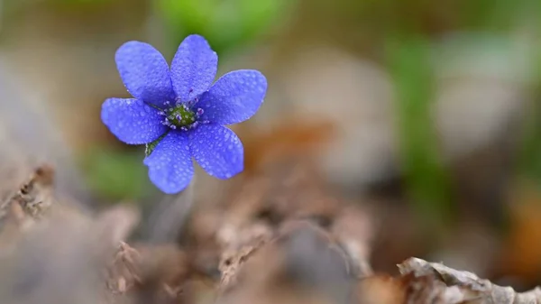春花森林里盛开的初开的小花真漂亮.肝炎。（阴道炎）) — 图库照片