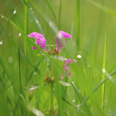 Renkli doğal arka planı olan güzel mor bahar çiçekleri. Baharda çimlerde.