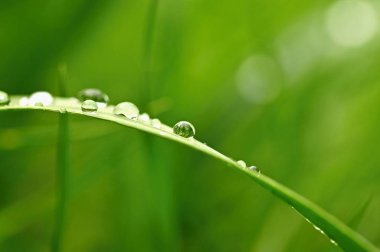 Bahar. Güzel doğal arka plan yeşil çimen çiy ve su ile bırakır. Mevsimlik kavramı - doğa sabah.