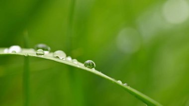 Bahar. Güzel doğal arka plan yeşil çimen çiy ve su ile bırakır. Mevsimlik kavramı - doğa sabah. 